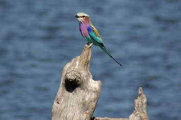 Caprivi Adventures - Birding