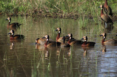 Caprivi Adventures - Birding