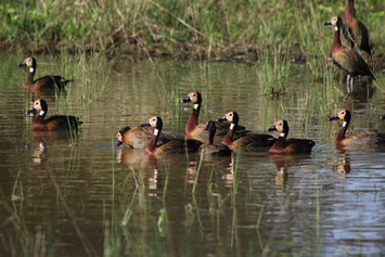 Caprivi Adventures - Birding