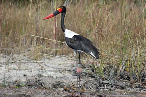 Caprivi Adventures - Birding