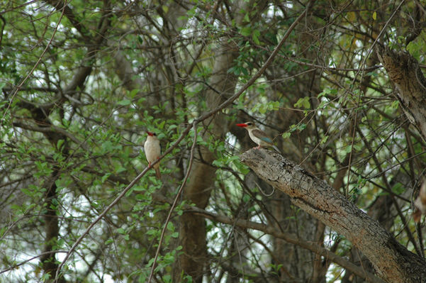 Caprivi Adventures - Birding