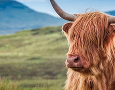 57_highland-cow-isle-of-skye-scotland-bv-1.jpeg