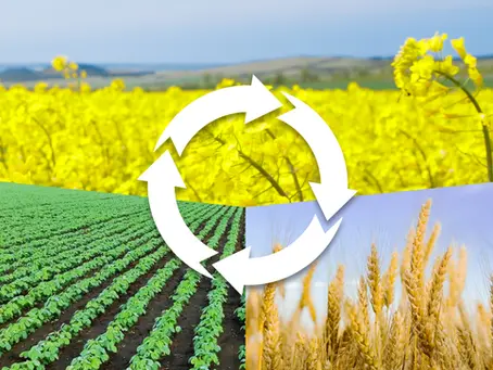 Sermon 5.19.24 Pentecost: The Fall of Monoculture