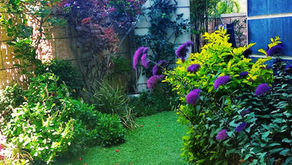 האביב כבר כאן, זה הזמן לתכנן יחדיו את גינת החלומות שלכם !