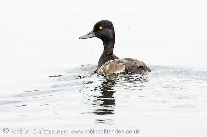 041 Lesser Scaup (Aythya affinis) Norfolk June 2023 DxO ccp2 crs 130dpi.jpg