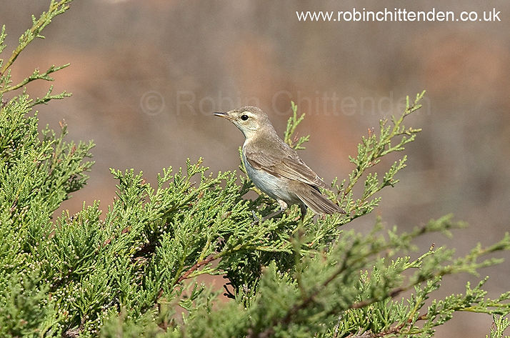 003 Booted Warbler (Iduna caligata) Algarve Portugal PT October 2015 ccp2 crs 130dpi.jpg
