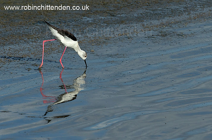 102 Black-winged Stilt (Himantopus himantopus) Lesvos Greece GK May 2014 cp crs 130dpi.jpg