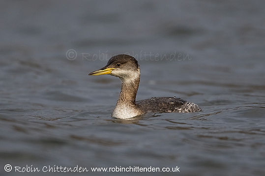 059 Red-necked Grebe (Podiceps grisegena) Whitlingham Norfolk UK GB January 2010 ccp2 crs