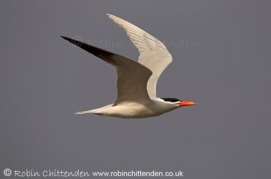 013 Caspian Tern (Sterna caspia) The Gambia West Africa GM February 2011 cp crs 130dpi.jpg