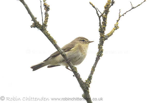027 Iberian Chiffchaff (Phylloscopus ibericus) Westleton Suffolk April 2026 ccp2 crs 130dp