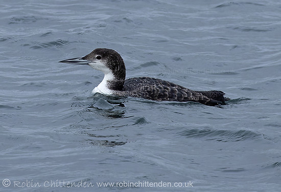 336 Great Northern Diver (Gavia imme) Dorset April 2024 ccp2 crs 130dpi.jpg