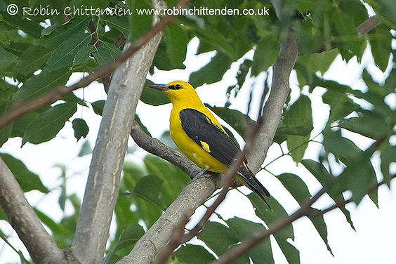006 Golden Oriole (Oriolus oriolus) Romania RO September 2014 ccp3 crs 130dpi.jpg