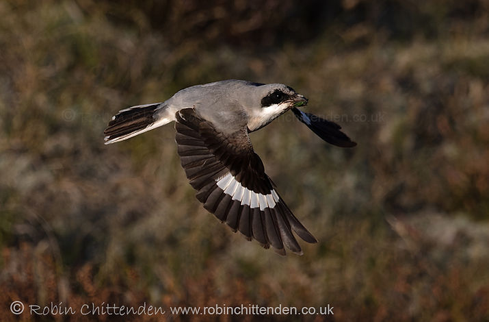 122 Lesser Grey Shrike (Lanius minor) Winterton Norfolk September 2025 ccp2 crs 130dpi.jpg