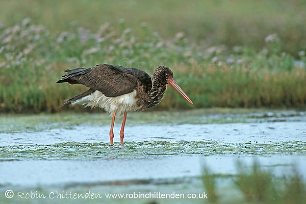 Black Stork (Ciconia nigra) Dunwich Suffolk GB UK September 1998 cp crs 130dpi.jpg