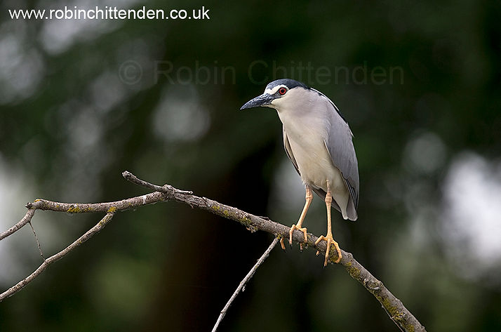 080 Black-crowned Night Heron (Nycticorax nycticorax) Romania RO May 2018 cp crs 130dpi.jp