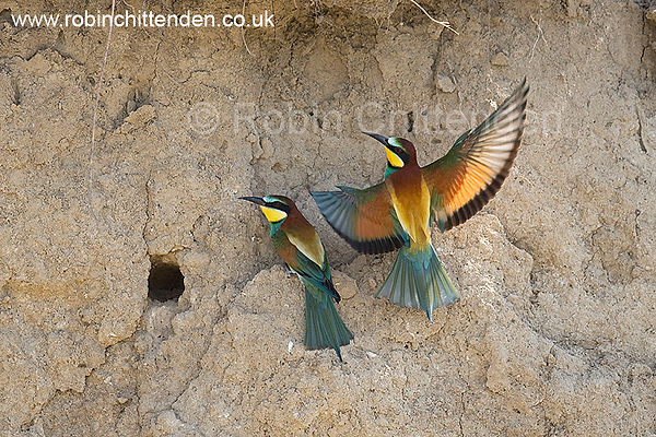 034 Bee-eater (Merops apiaster) Romania