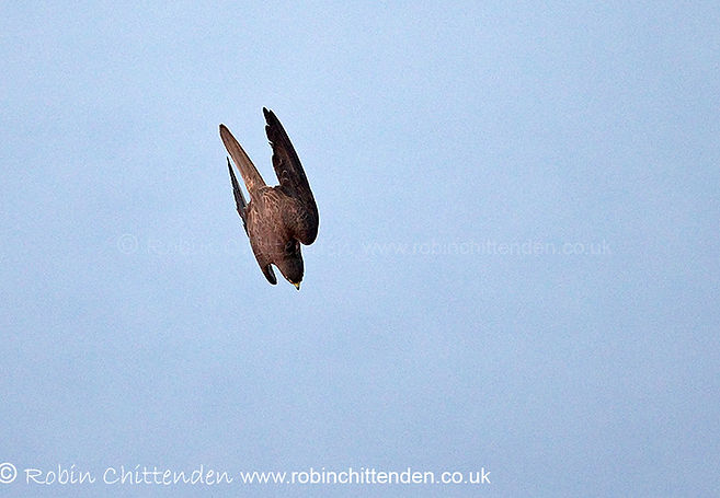 075 Eleonora's Falcon (Falco eleonorae) Mallorca Spain ES August 2019 ccp2 crs 130dpi.jpg