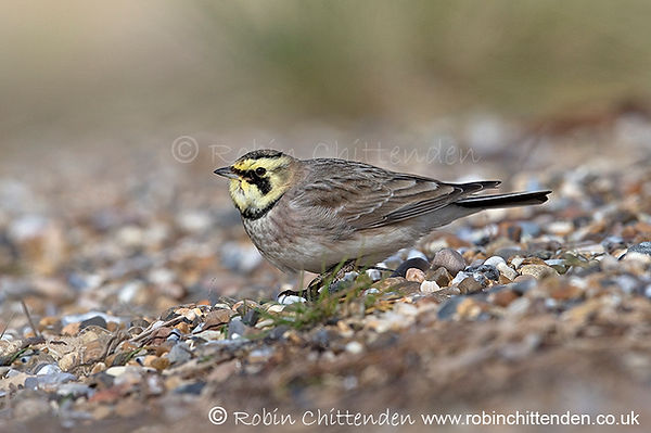 447 Shorelark (Eremophila alpestris) Suffolk UK GB February 2020 cp crs 130dpi.jpg