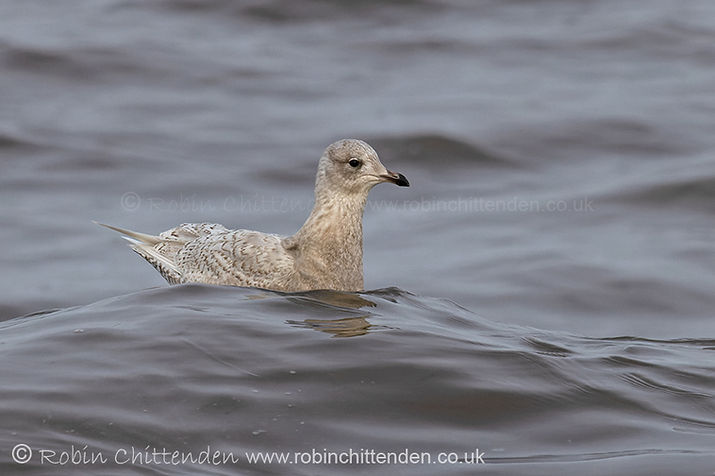 710 Iceland Gull (Larus glaucoides) Sea Palling Norfolk January 2026 ccp2 crs 130dpi.jpg