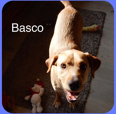 53435231_497595804102255_465083435327265