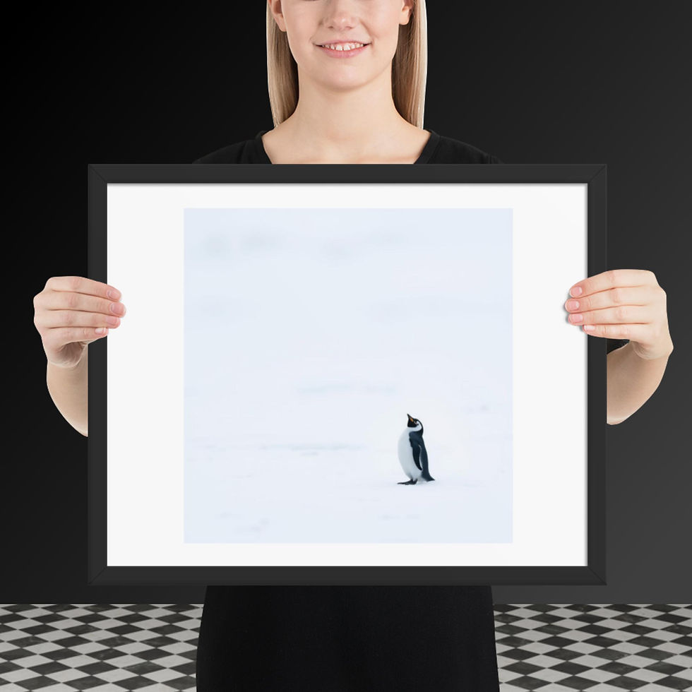 Thumbnail: " Lonely Penguin" Framed poster
