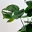 Thumbnail: Monstera Deliciosa (medium)