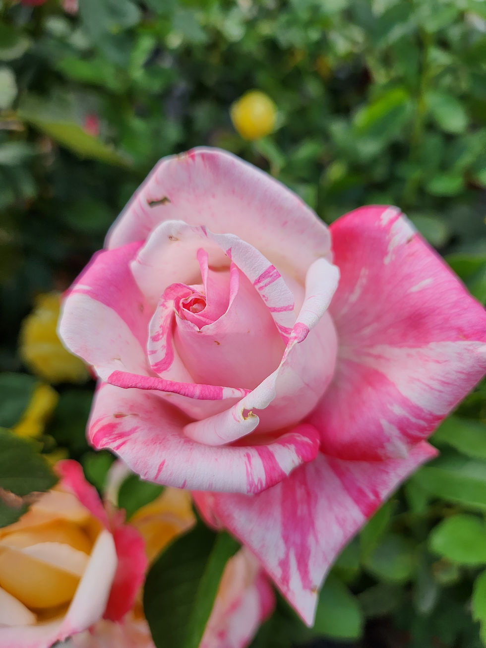 Thumbnail: Shrub Roses