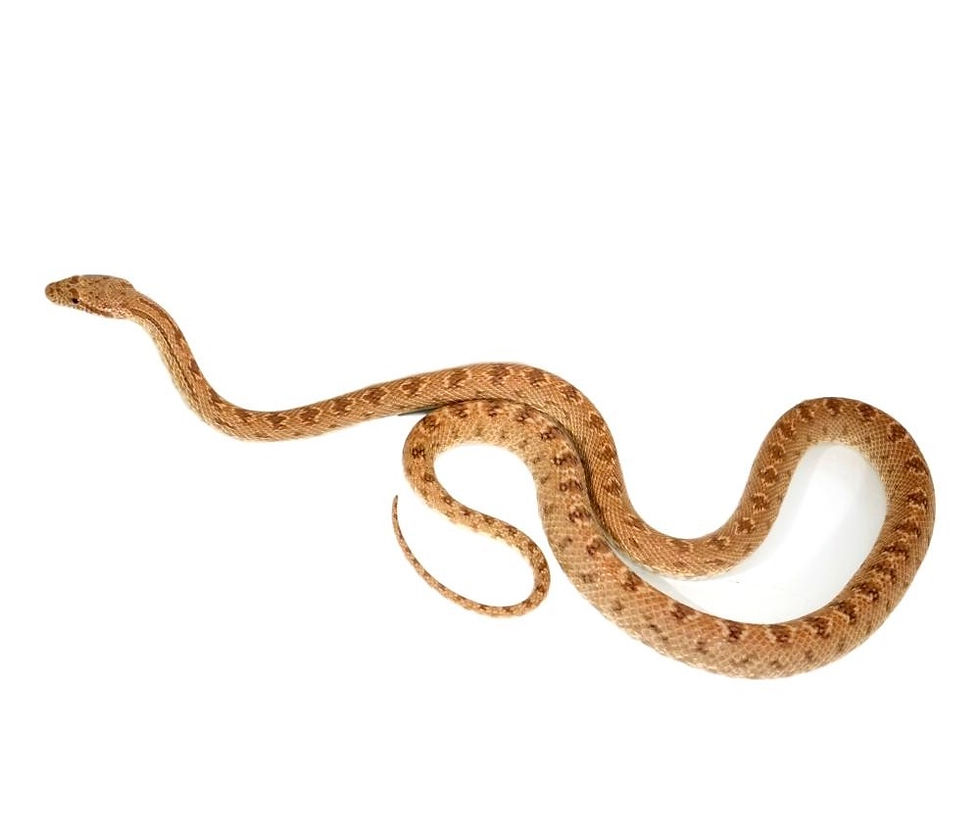 Egyptian Royal Diadem Rat Snake | morph-mania-reptiles