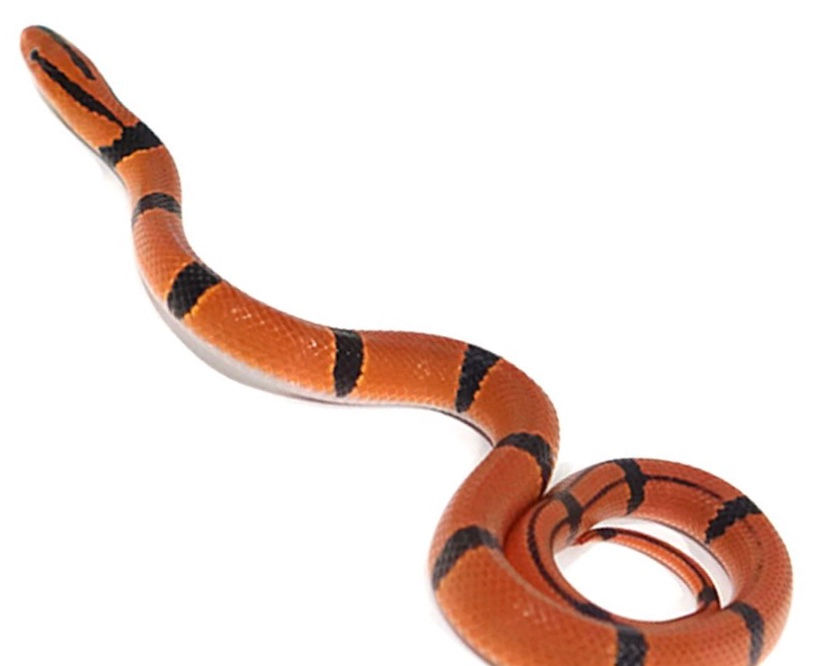 Thumbnail: Baby Yunan Mountain Ratsnake