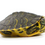 Thumbnail: Baby Yellowbelly Slider Turtle