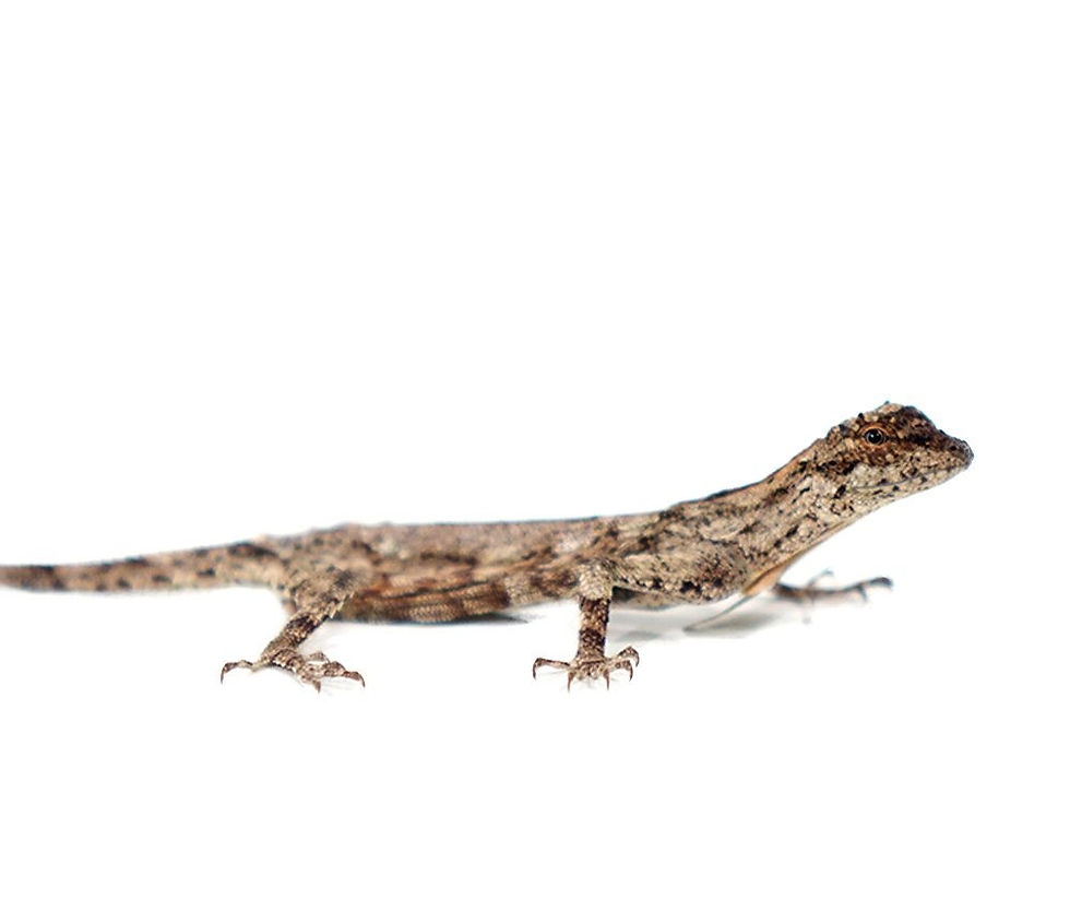 Thumbnail: Flying Dragon Lizard