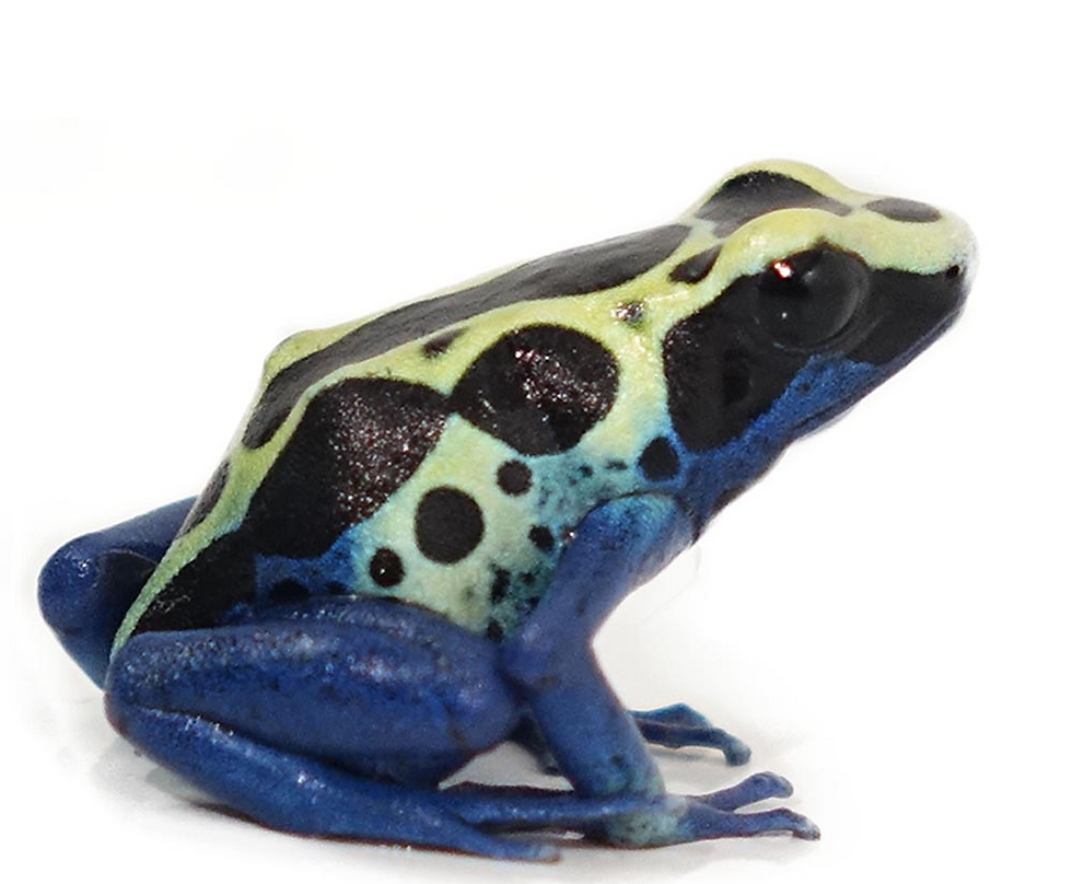 Thumbnail: Yellow Sipaliwini Dart Frog