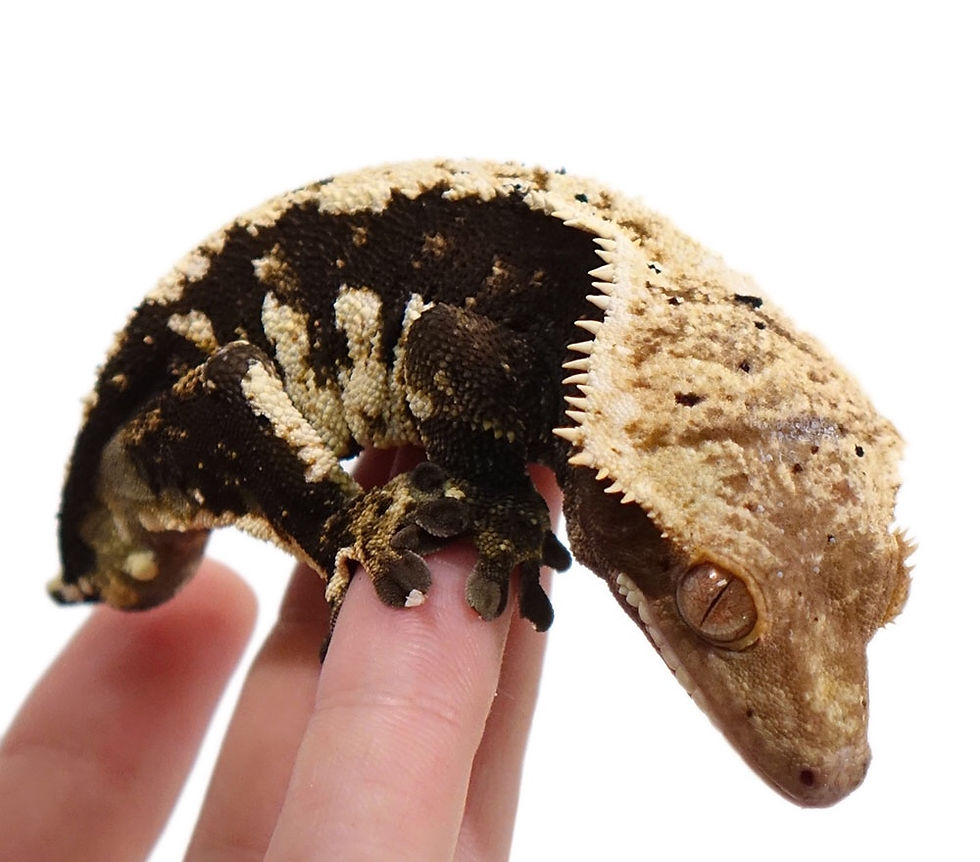 Thumbnail: Halloween Dalmatian Harlequin Crested Gecko