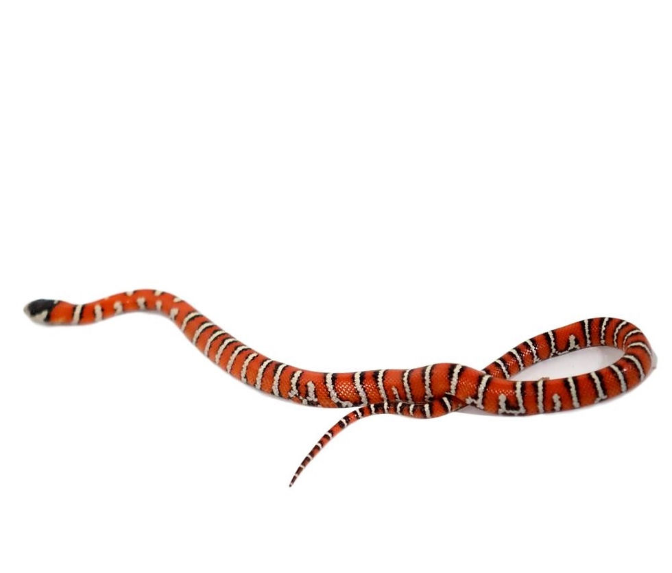 Thumbnail: Lampropeltis pyromelana Captive Bred Babies Males And Females Available Approxim