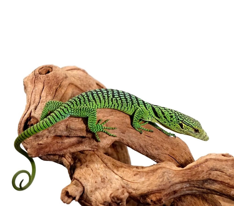 Thumbnail: Baby Green Tree Monitor