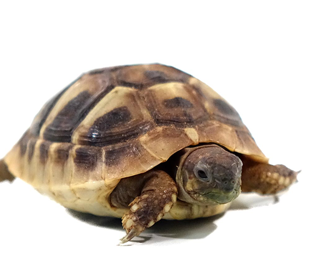 Baby Hermann’s Tortoise