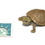 Thumbnail: Baby Geographic Map Turtle