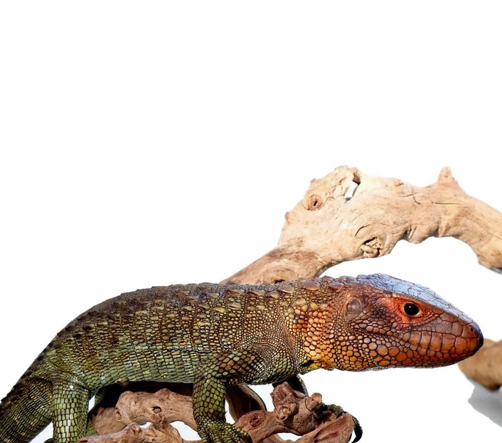 Thumbnail: Adult Caiman Lizard