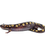 Thumbnail: Spotted Salamander