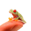 Thumbnail: C.B. Red Eye Tree Frogs