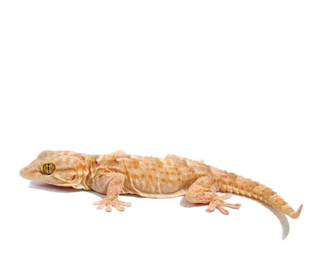 White Spot Gecko