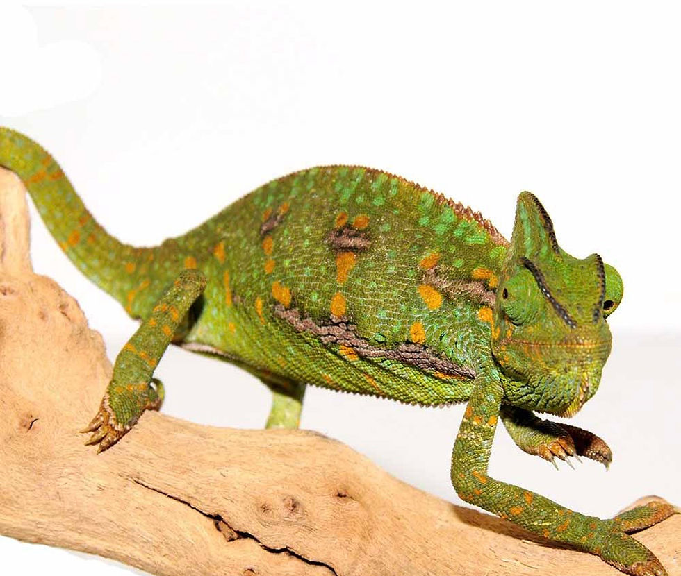 Thumbnail: C.B. 4 to 5 inch Veiled Chameleon