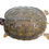 Thumbnail: Baby Furrowed Wood Turtle