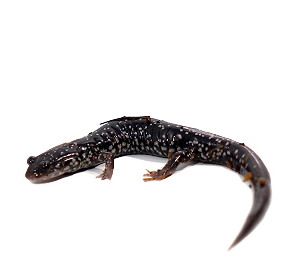 Thumbnail: Slimy Salamander