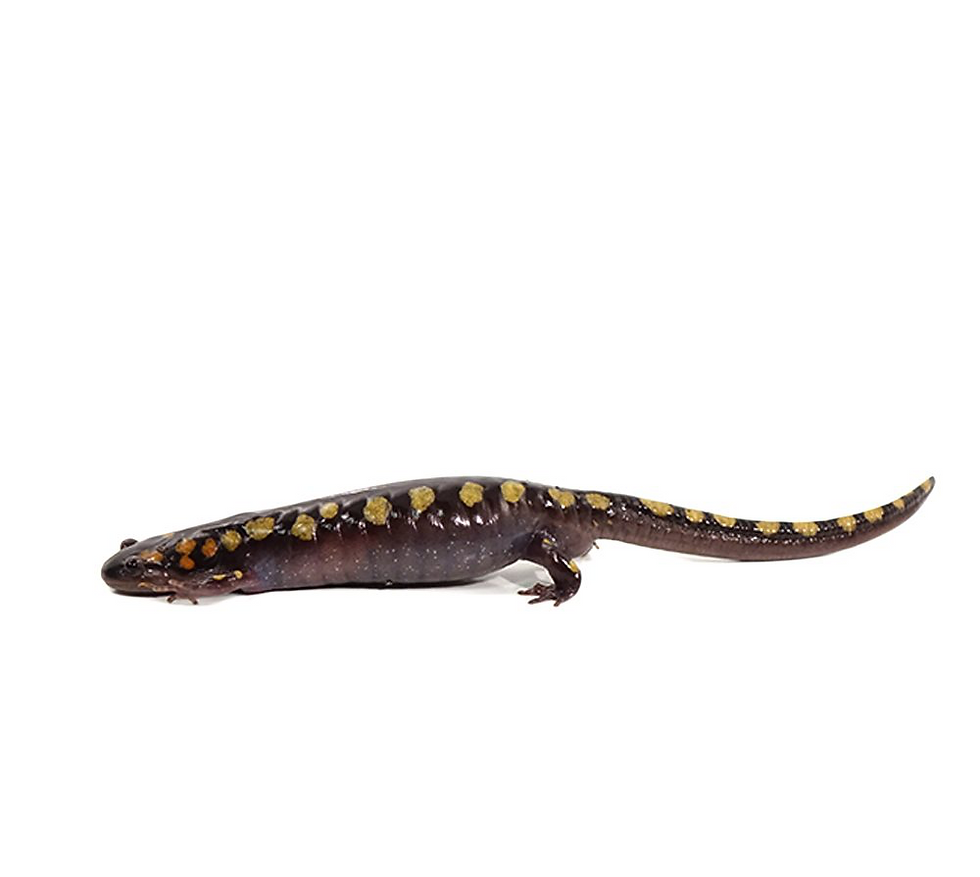 Thumbnail: Spotted Salamander