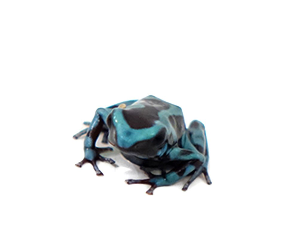 Green And Bronze Auratus Dart Frog