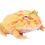 Thumbnail: Albino 4 Spot Patternless Pacman Frog