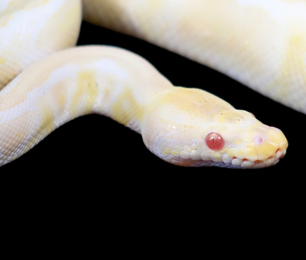 Thumbnail: Albino Ball Python