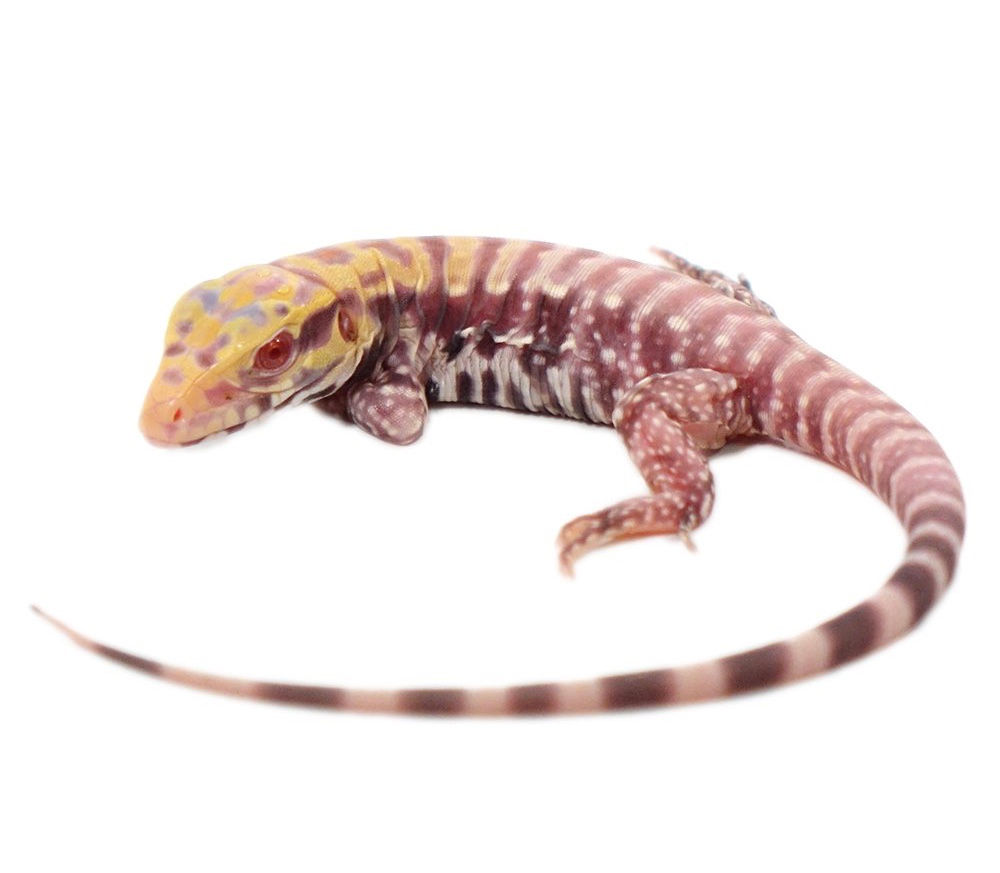 Baby Albino Purple Ice Tegu