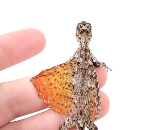 Lizard Leg Effects Flying Dragon ブースター Lizard Leg Effects FLYING DRAGON Boost guitar effects pedal